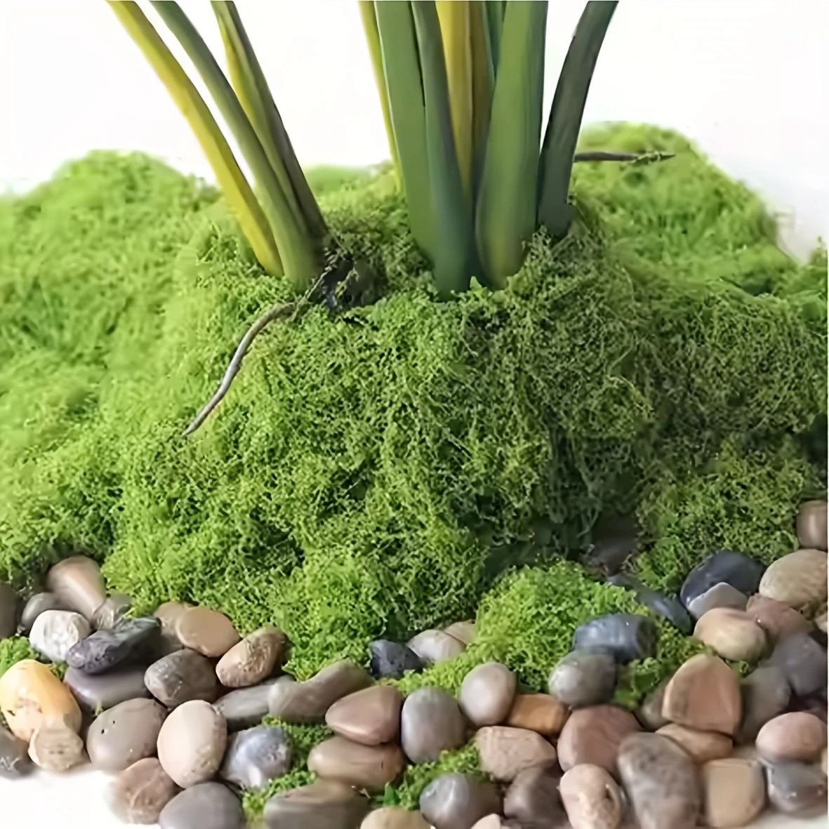 50g Fake Moss DIY Crafts Grass - Sphagnum Moss Dry ulasan dan harga