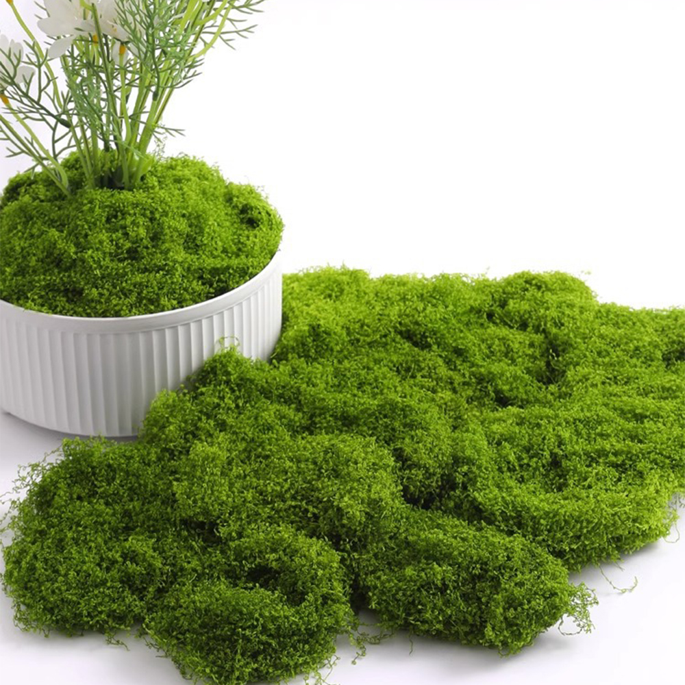Eternal Life Moss DIY Crafts G - Sphagnum Moss Dry ulasan dan harga