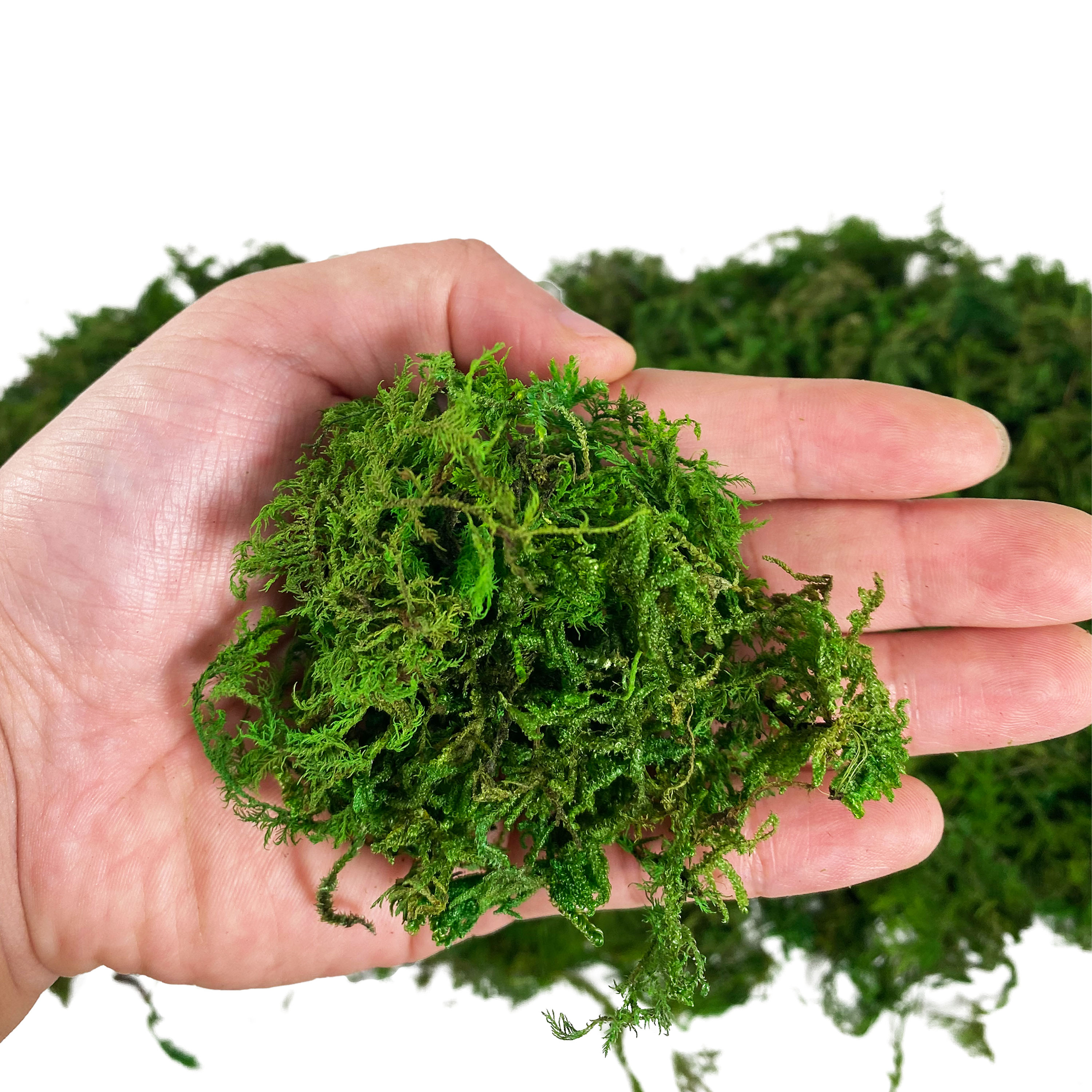 Artificial Fake Moss, Craft Mo - Sphagnum Moss Dry ulasan dan harga
