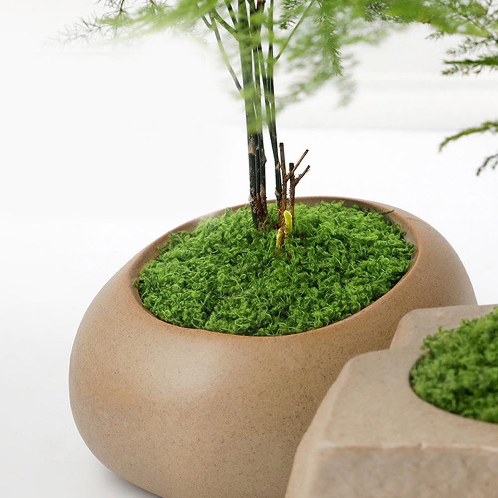 50/200g Artificial Moss For De - Sphagnum Moss Dry ulasan dan harga