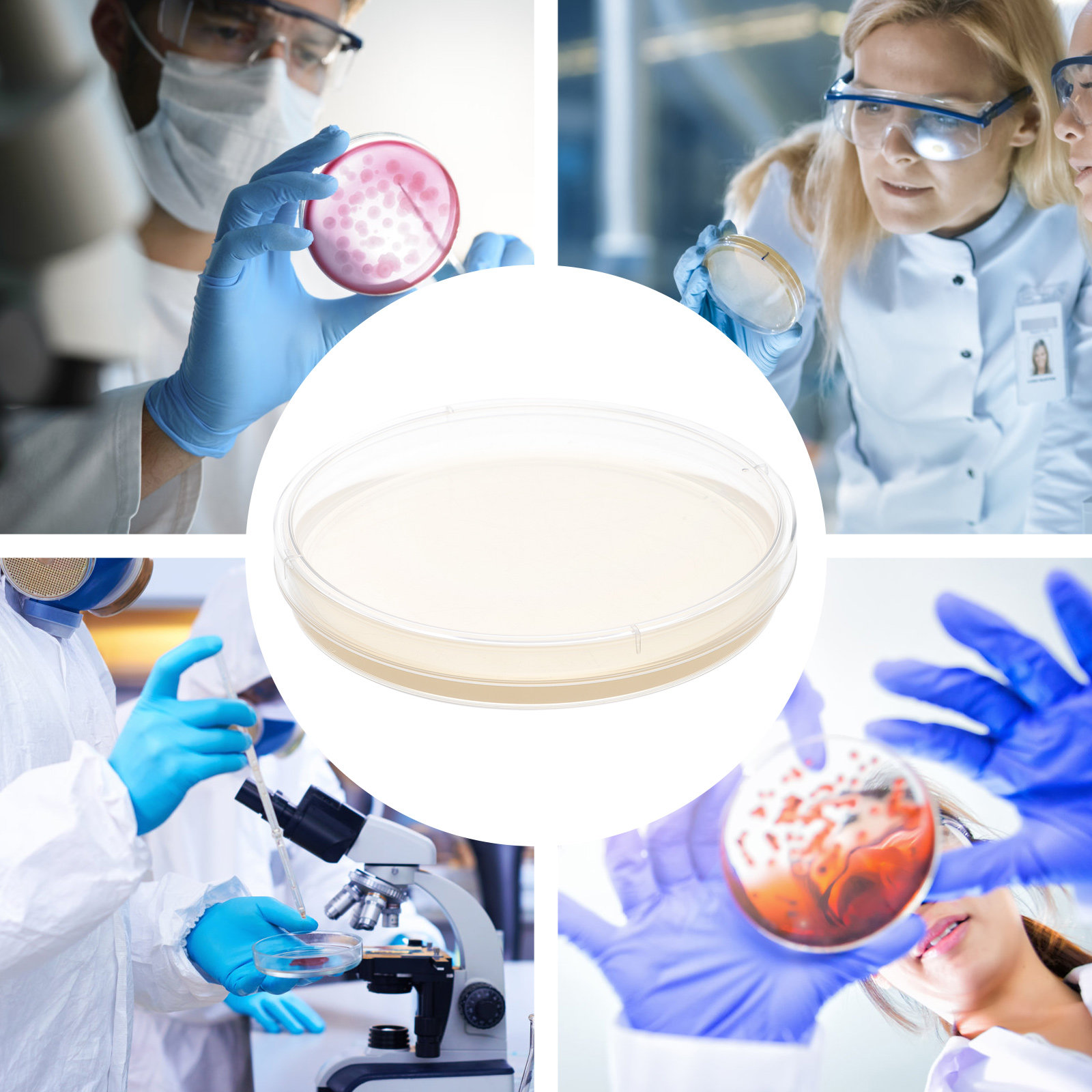 10pcs Nutrient Agar Plates Pre - Agar Tissue Culture ulasan dan harga