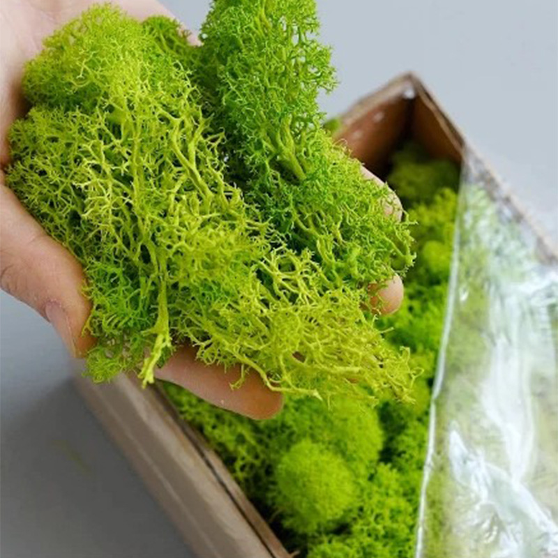 Artificial Green Plants Mini L - Sphagnum Moss Dry ulasan dan harga