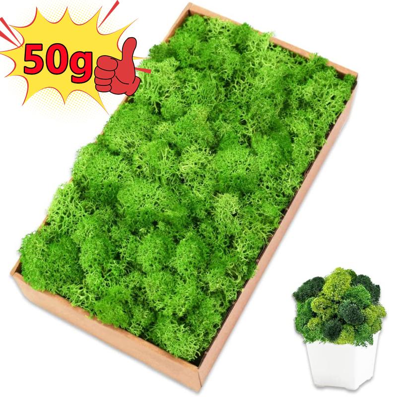 New 50/30/10g Artificial Green - Sphagnum Moss Dry ulasan dan harga