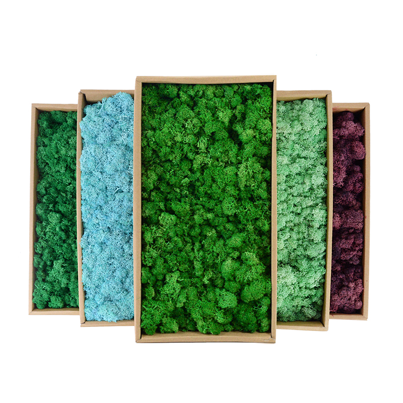 20/40/100g Artificial Green Pl - Sphagnum Moss Dry ulasan dan harga