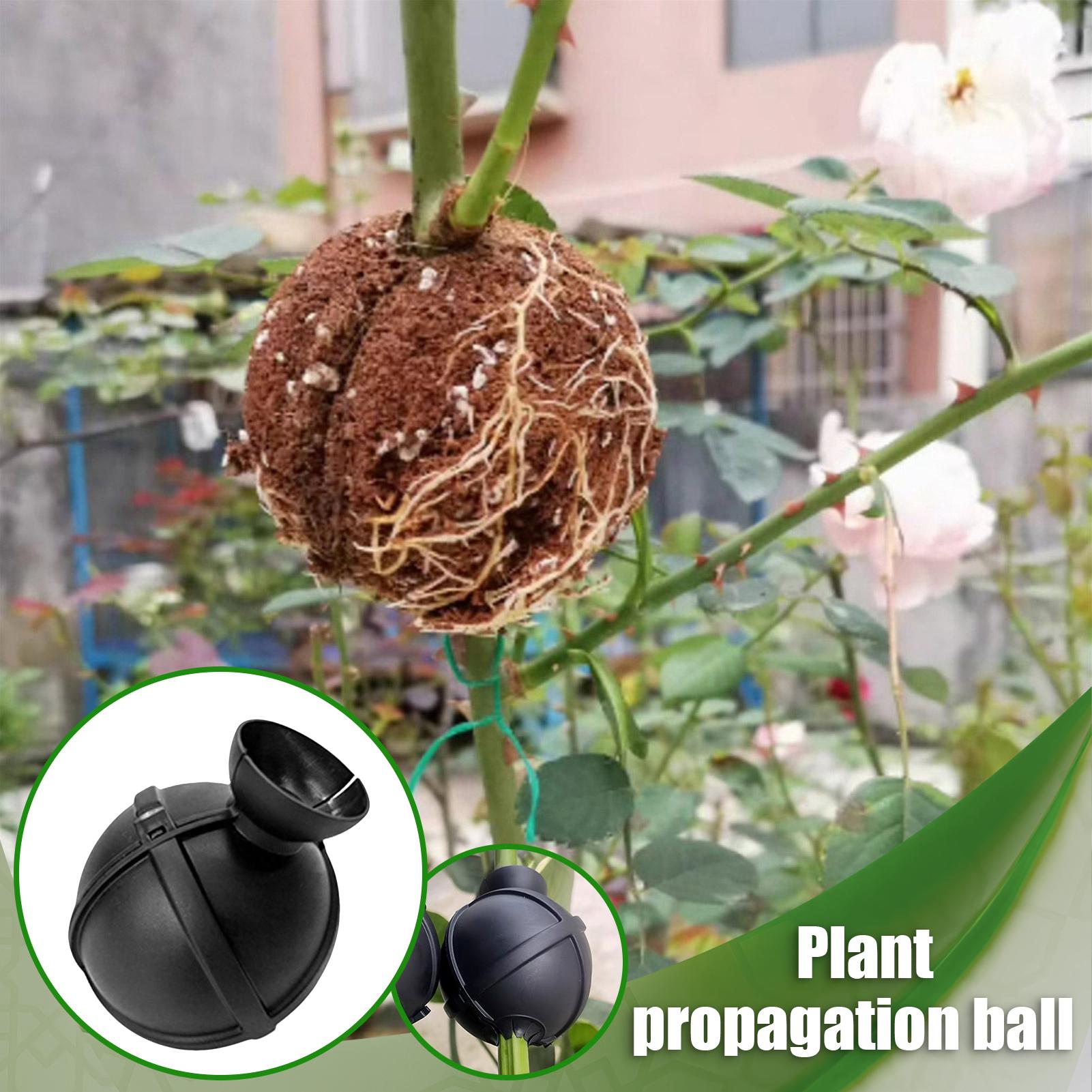 Garden Orchard Plants Grafting - Rooting Gel Clone ulasan dan harga