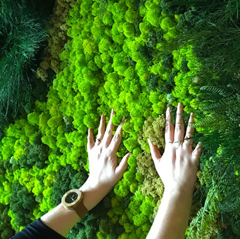 40/20g Artificial Moss Grass G - Sphagnum Moss Dry ulasan dan harga