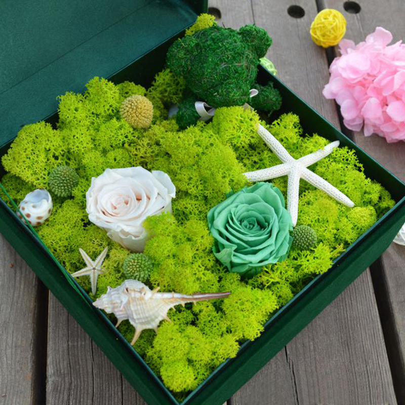 20-40g Artificial Natural Plan - Sphagnum Moss Dry ulasan dan harga
